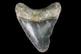 Bone Valley Megalodon Tooth - Florida #76581-1